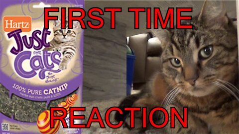 Cat given catnip - Catnip cat reaction - first time - funny