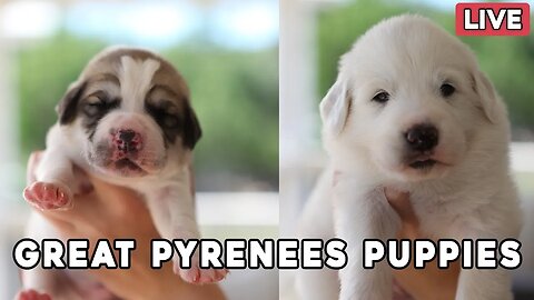 Great Pyrenees Puppies - Millie's pups are 3 1/2 weeks & Mae's pups are 2 weeks old