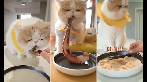 Watching Exotic Shorthair eating food can cure poor appetite, really delicious !