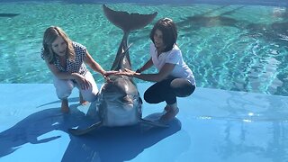 OUR LAS VEGAS: The Mirage Dolphin Habitat gets you up close and personal