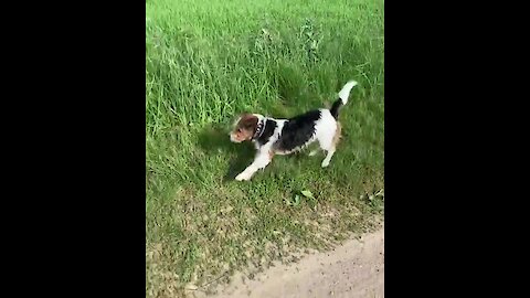 Jack Russell hilariously hops like a gazelle