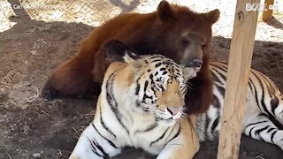 The unlikely friendship between a tiger and a bear
