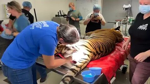 Kimba Tiger is having a Vet exam and being neutered at Big Cat Rescue