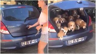 This car's trunk hides a puppy surprise!