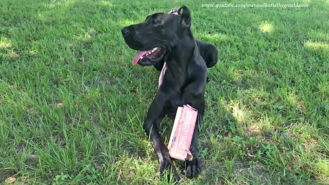 Owner tries to teach Great Dane how to be a Retriever