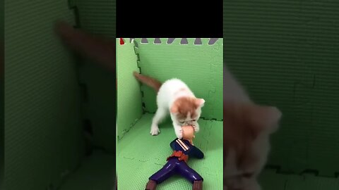 Funniest Cat Fight 🤣 Funny cat 2023 #shorts