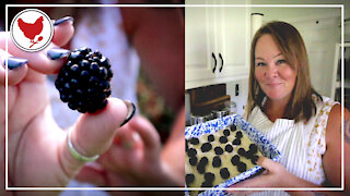 Blackberry Season! Making Homemade Cobbler