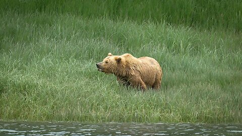 Coastal Brown Bears of Kukak Bay, Alaska, Sony A1/Sony Alpha1, 4k60