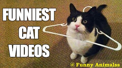 Funniest Cat Videos || Funny Pets || Cute Pets || @funnyanimalsstv
