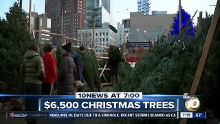 Undecorated Christmas trees selling for $6,500?