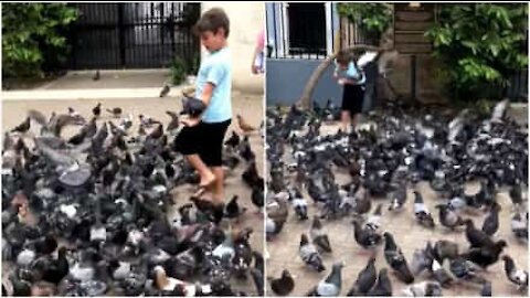 Porto Rico: ecco il guru incantatore di piccioni!