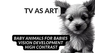 Art for Babies | 10 mins High Contrast Video for Babies | Help Develop Visual Skills | BABY ANIMALS