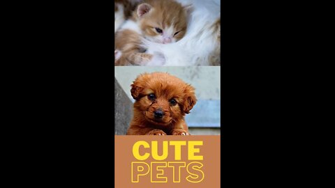 cute pets | Boom Bestie | #shorts #youtubeshorts #treanding #shorts_viral