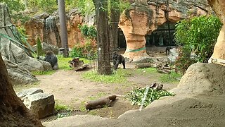 Gorillas in Ueno Zoo Part 2