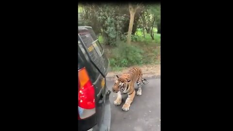 Tiger pulls SUV full of tourist