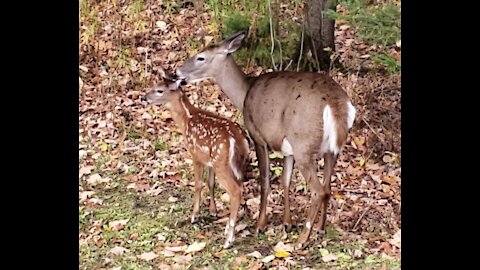 Mother deer affectionately, loving and bonding with her new fawn
