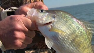 Brush Piles For Crappie on Kentucky Lake