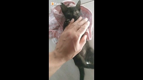 My prince black cat