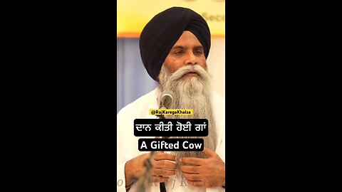 a gifted cow