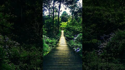 Rain in Forest #rainforest #rainsounds #forestsounds #rainsoundsforsleeping