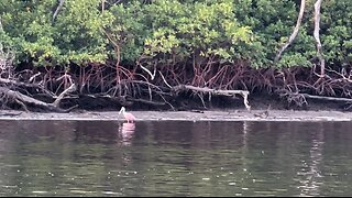 Independence Day Boat Ride | 4K