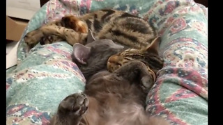 Kitten Brothers Vs Mom