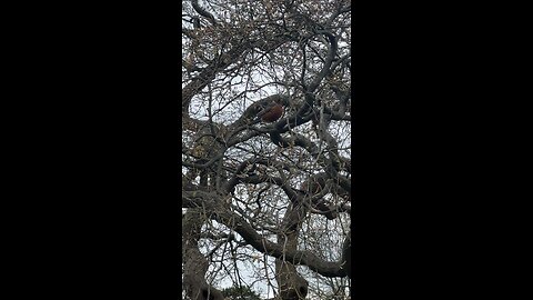 Is it rude to ask birds if they are pregnant?