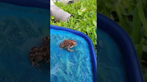 Scooped this toad out of my pool. Hopefully it'll be okay.