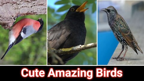 Cute Amazing Birds