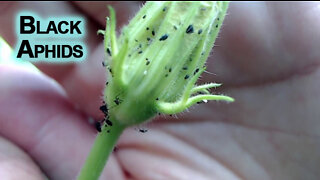 Some of the Plants in Our Patio Garden and Black Aphids [ASMR]