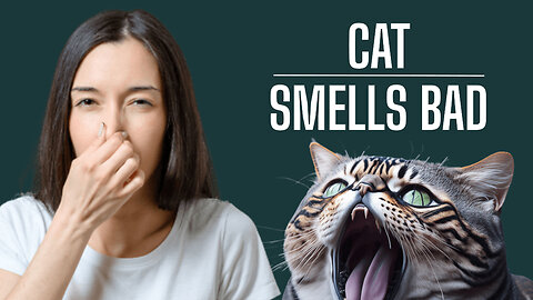 HOW TO GET RID OF BAD CAT BREATH ?