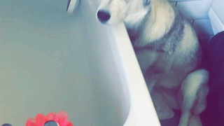 Husky tantrum