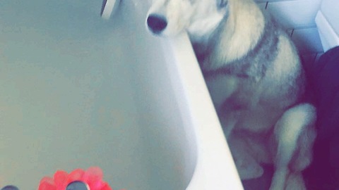 Husky tantrum