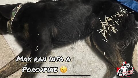 How to remove porcupine quills from a dogs leg