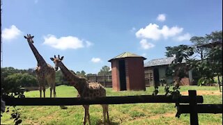 SOUTH AFRICA - Johannesburg - Joburg Zoo (videos) (wY4)