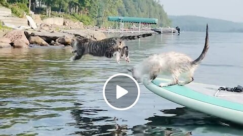 Dog and Cats Love Paddleboarding Lake Champlain