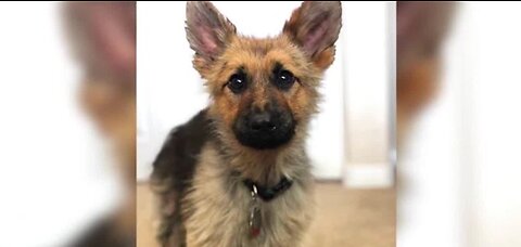 German Shepherd is a forever puppy