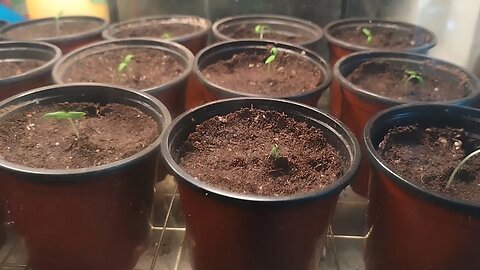 Growing Tomatoes In An Aquarium Converted Into Self Watering Seedling Starter