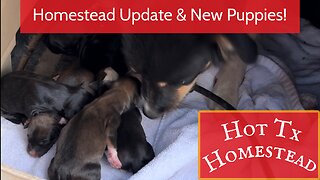 Homestead Update & New Puppies!