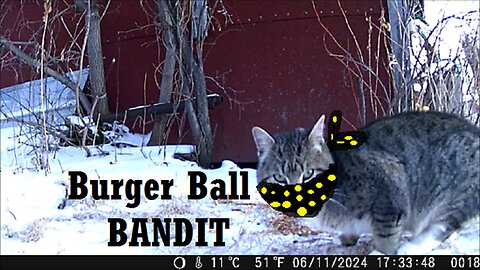 Burger Ball Bandit - Speaking of Being On The Radar Now - Stray Saga Continues