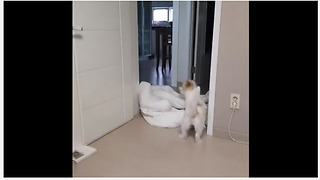 Jack Russell has priceless reaction to 'What The Fluff' challenge