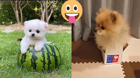 Baby dogs cute and funny dogs cute puppies 🐕🐶