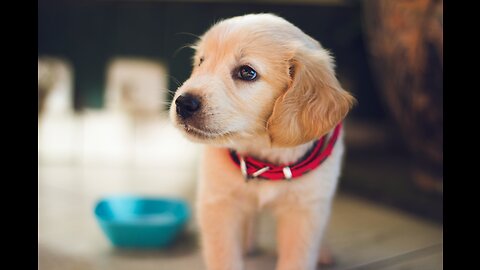 5 Tips for Successful Dog Potty Training