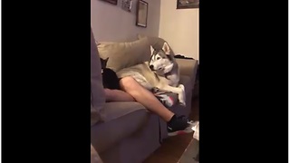 Jealous Husky Throws Epic Tantrum When His Owner Pets A Cat