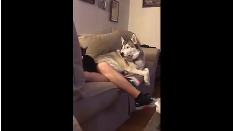 Jealous Husky Throws Epic Tantrum When His Owner Pets A Cat