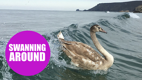 A group of surfers were delighted when they were joined on the waves by swans