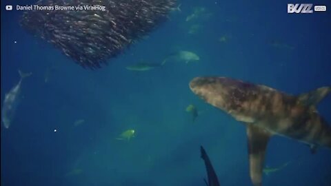 Ces requins ont une technique de chasse imparable