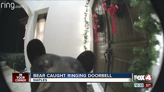 Bear rings doorbell at Naples home