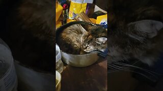 Cat Sleeping in the Food Bowl