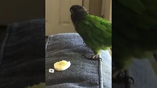 My bird eating a banana 🍌